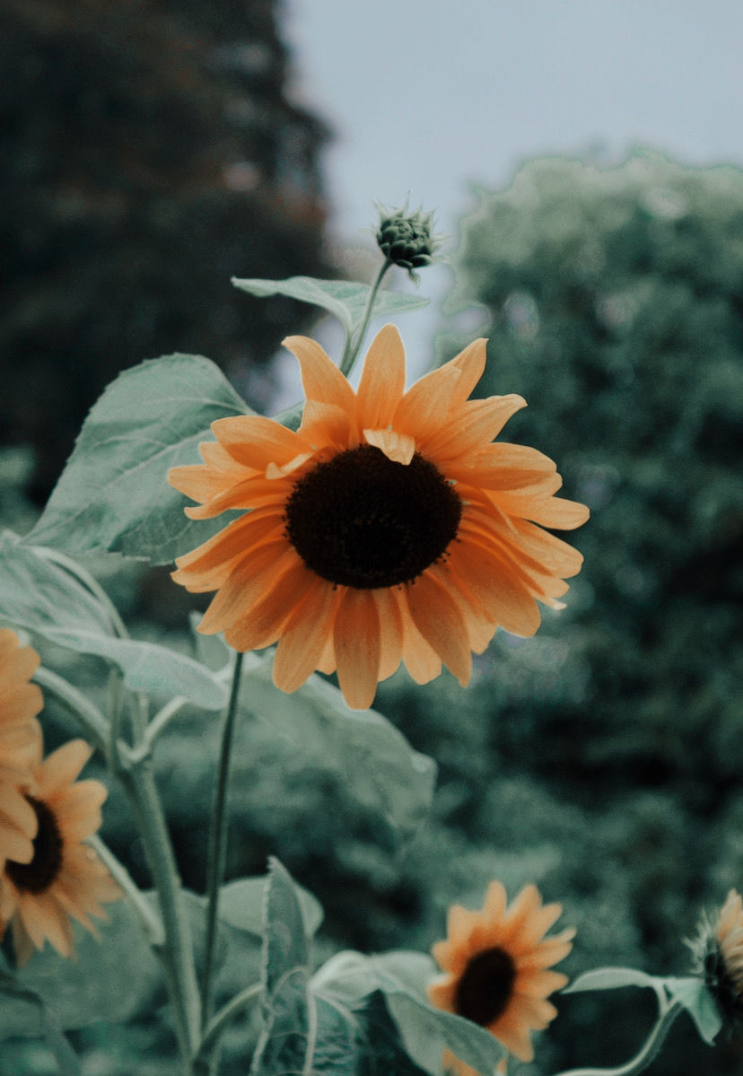 Thumbnail: Personalised Sunflower Card 