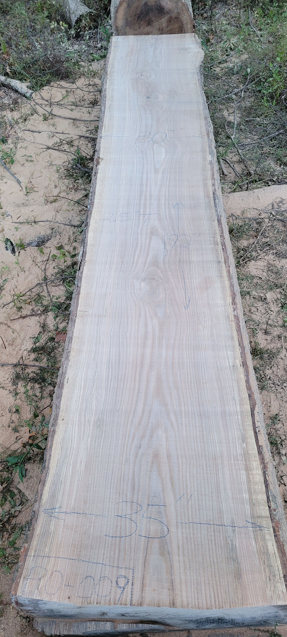 Thumbnail: Pin Oak PO-009