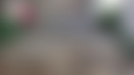 Appreciation for Dogs