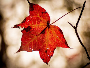 A lone autumn leaf, orange and red, floating on a soft background