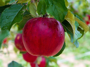 A rich red apple surrounded by green leaves