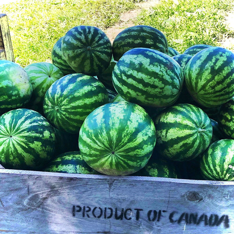 Thumbnail: Watermelon Seedless (Minis) /EA