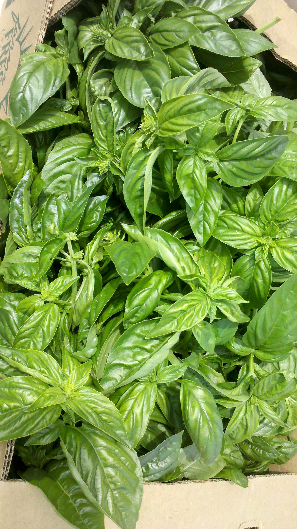 Basil Field (bag)