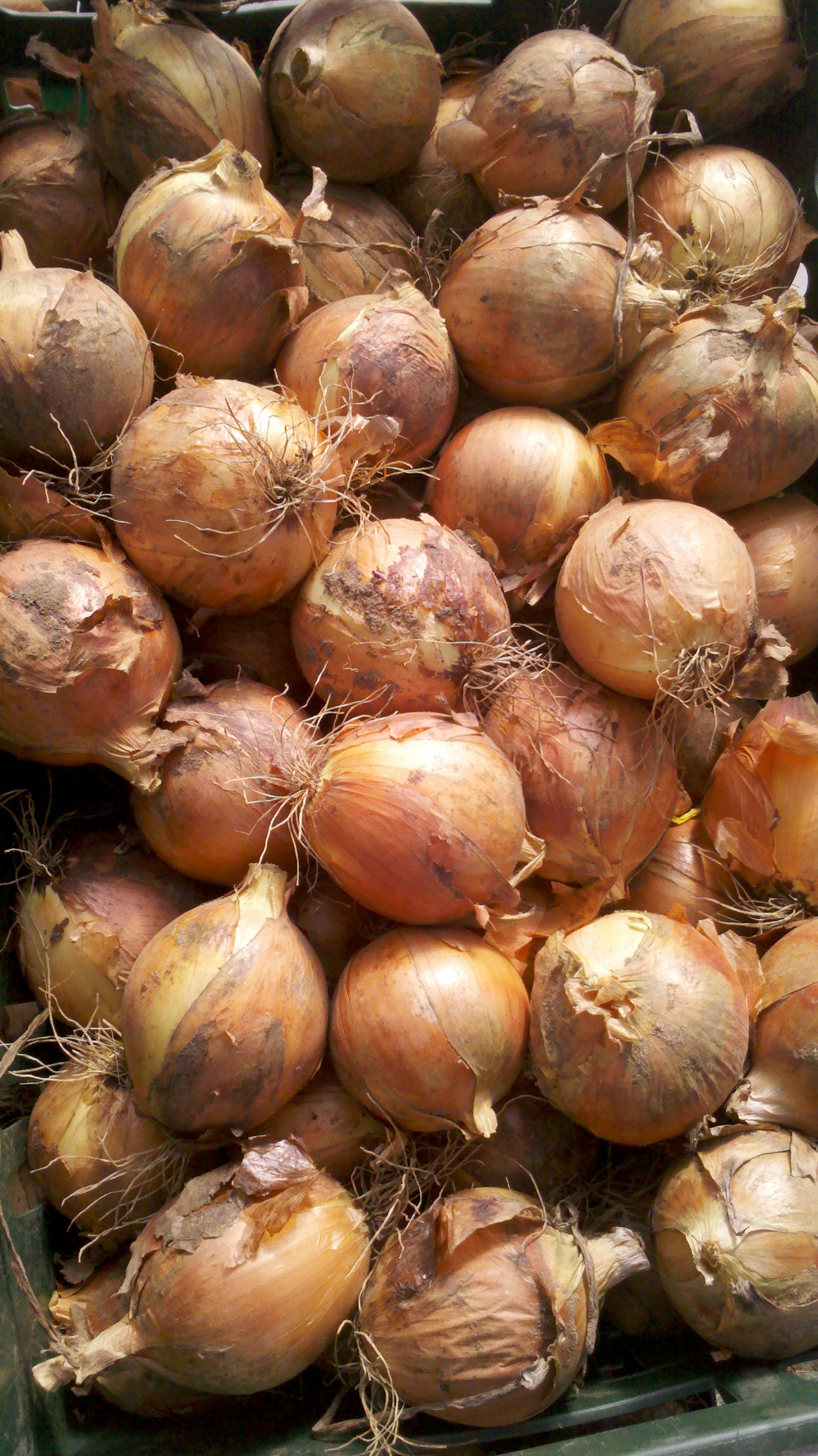 Onions Yellow (Spanich)/LB