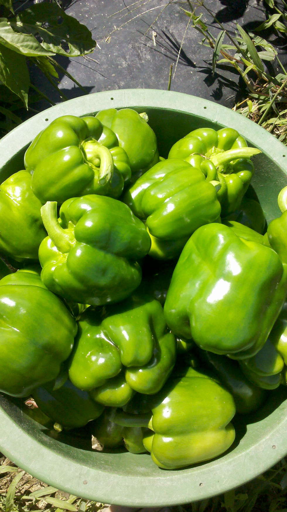 Peppers Green/LB
