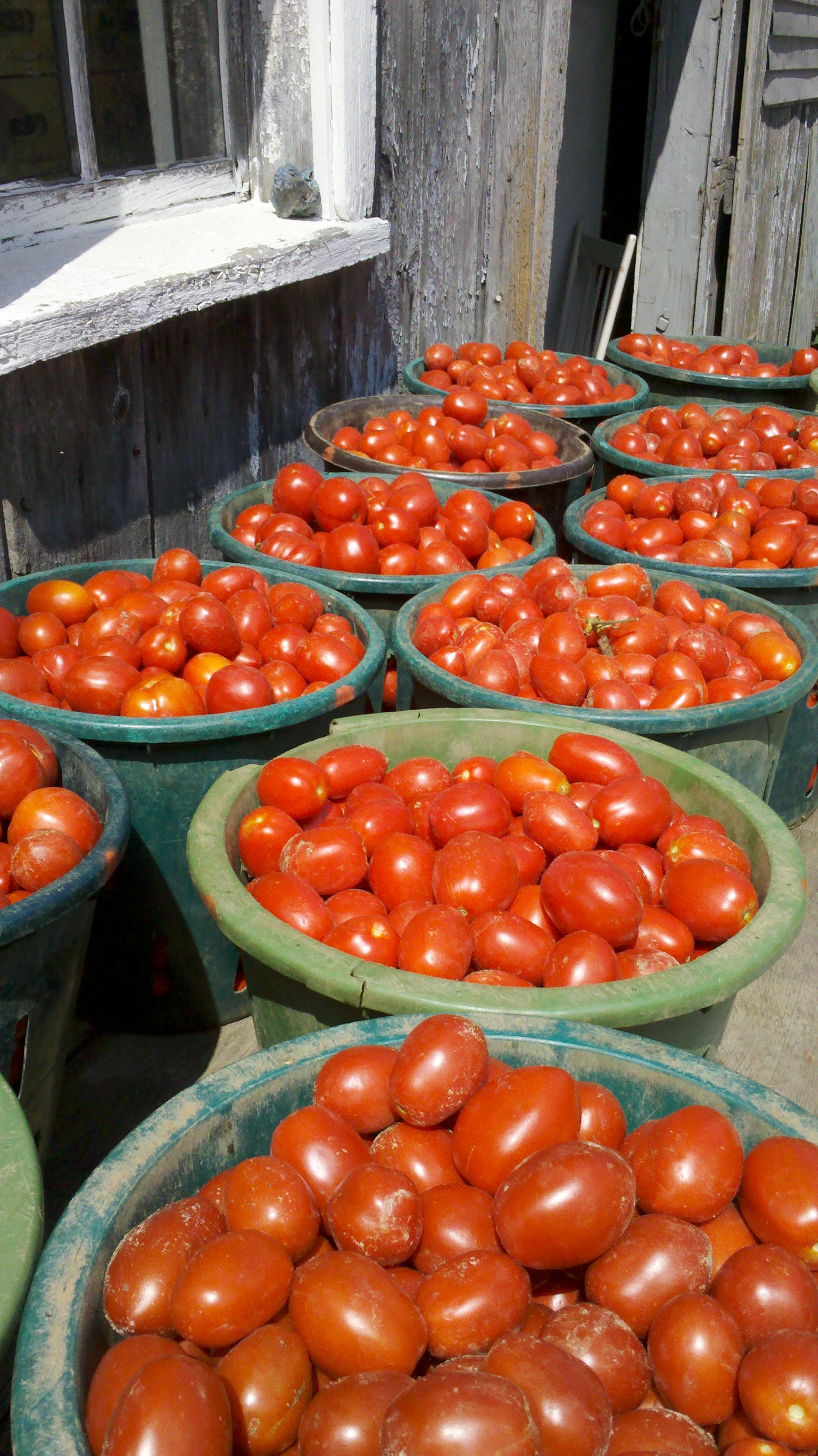 Tomatoes Roma - LB