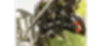 Thumbnail: 2026 Bobcat Model AE19