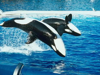 SeaWorld: A Never-Ending Downward Spiral