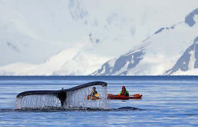 groenland whale-and-kayak.jpg