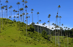 colombia vallee de cocora salento 4.webp