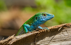 colombia Parque_Nacional_Natural_Tayrona