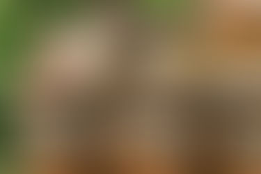 Inde / Circuit Tigres, Forts et Palais au Rajasthan / 11 jours-10 nuits