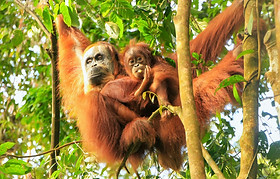 indonesia Orangutan mother and baby2.jpg