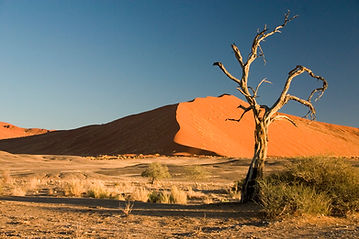 Namibia Thorn_Tree_Sossusvlei_Namib_Desert_Namibia.JPG