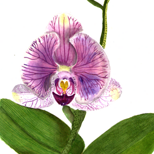 Phalenopsysis