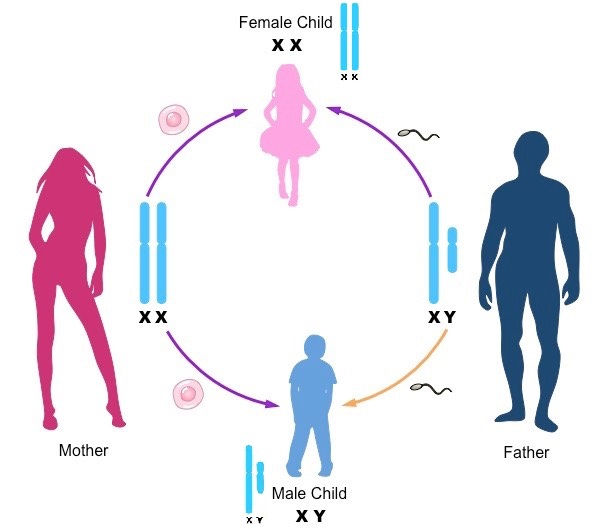 WHAT DO YOU KNOW ABOUT TURNER SYNDROME 