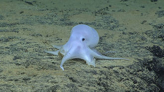 ENCUENTRAN UNA NUEVA Y RARA ESPECIE DE PULPO CERCA A HAWAI