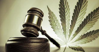 EN ARGENTINA APRUEBAN MARIHUANA PARA USO MEDICINAL