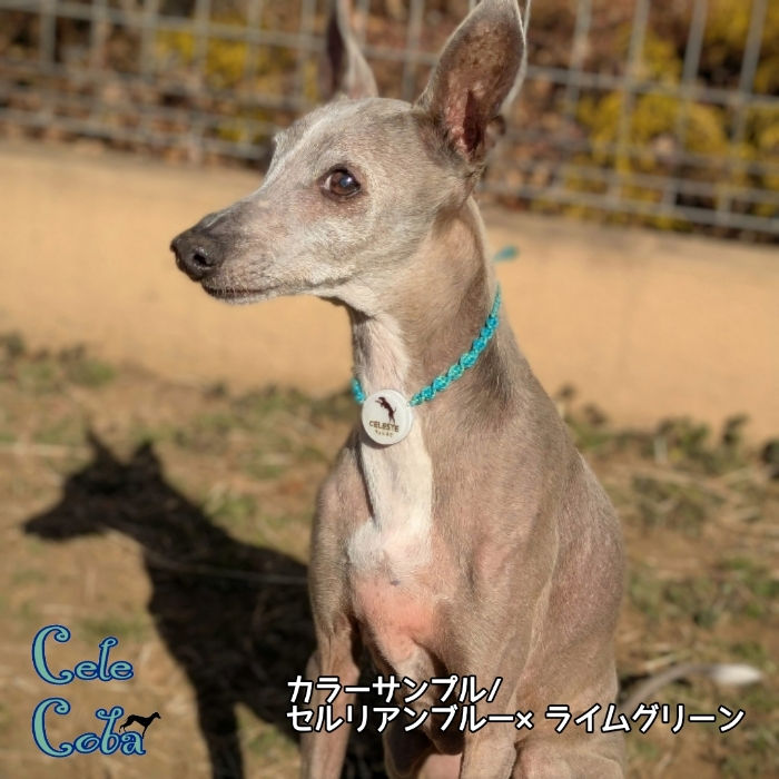 サムネイル： スマホで読み取る迷子札-GO HOME!!-
