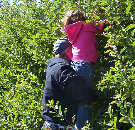 dad holding child to pick apple.jpg