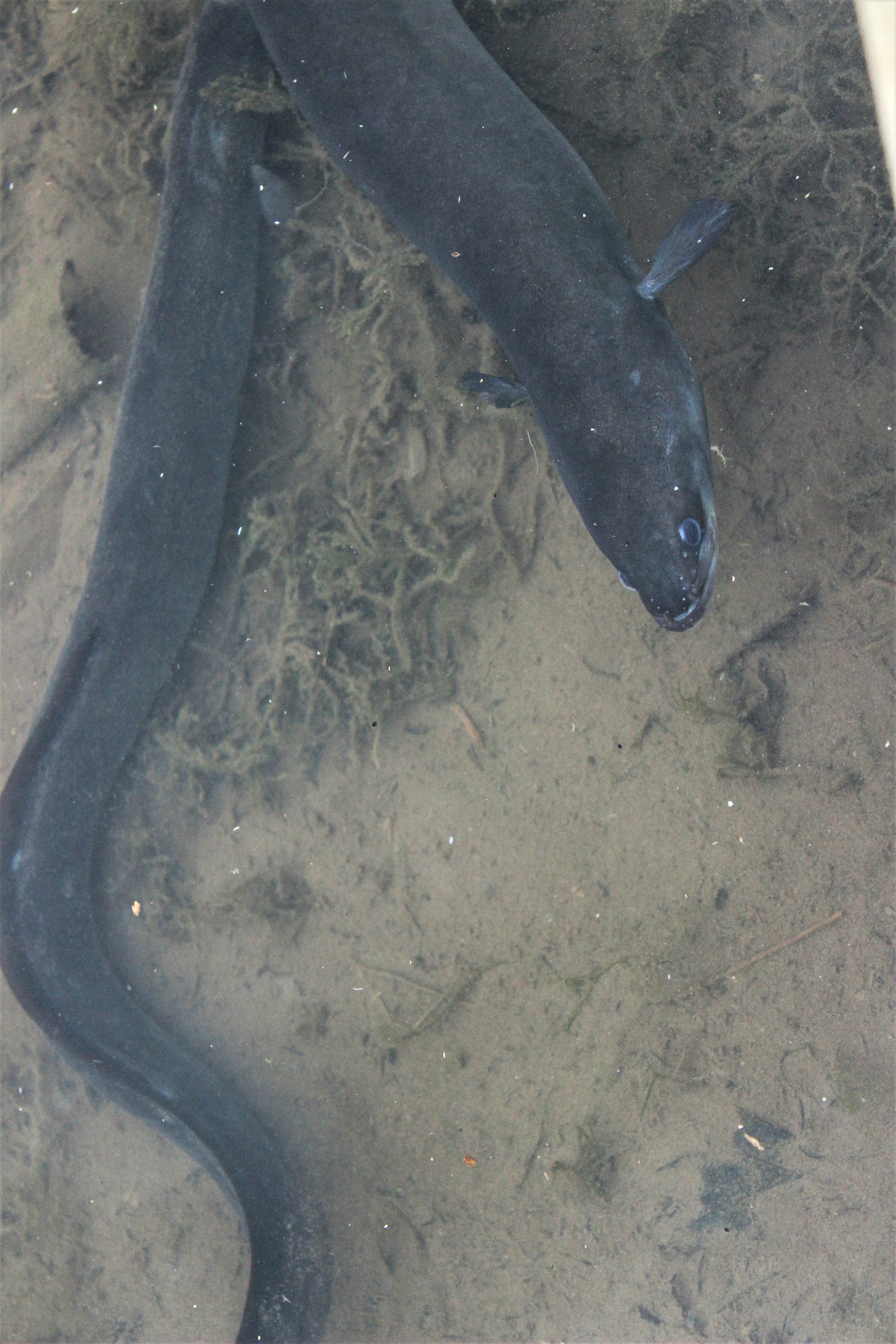 Eel