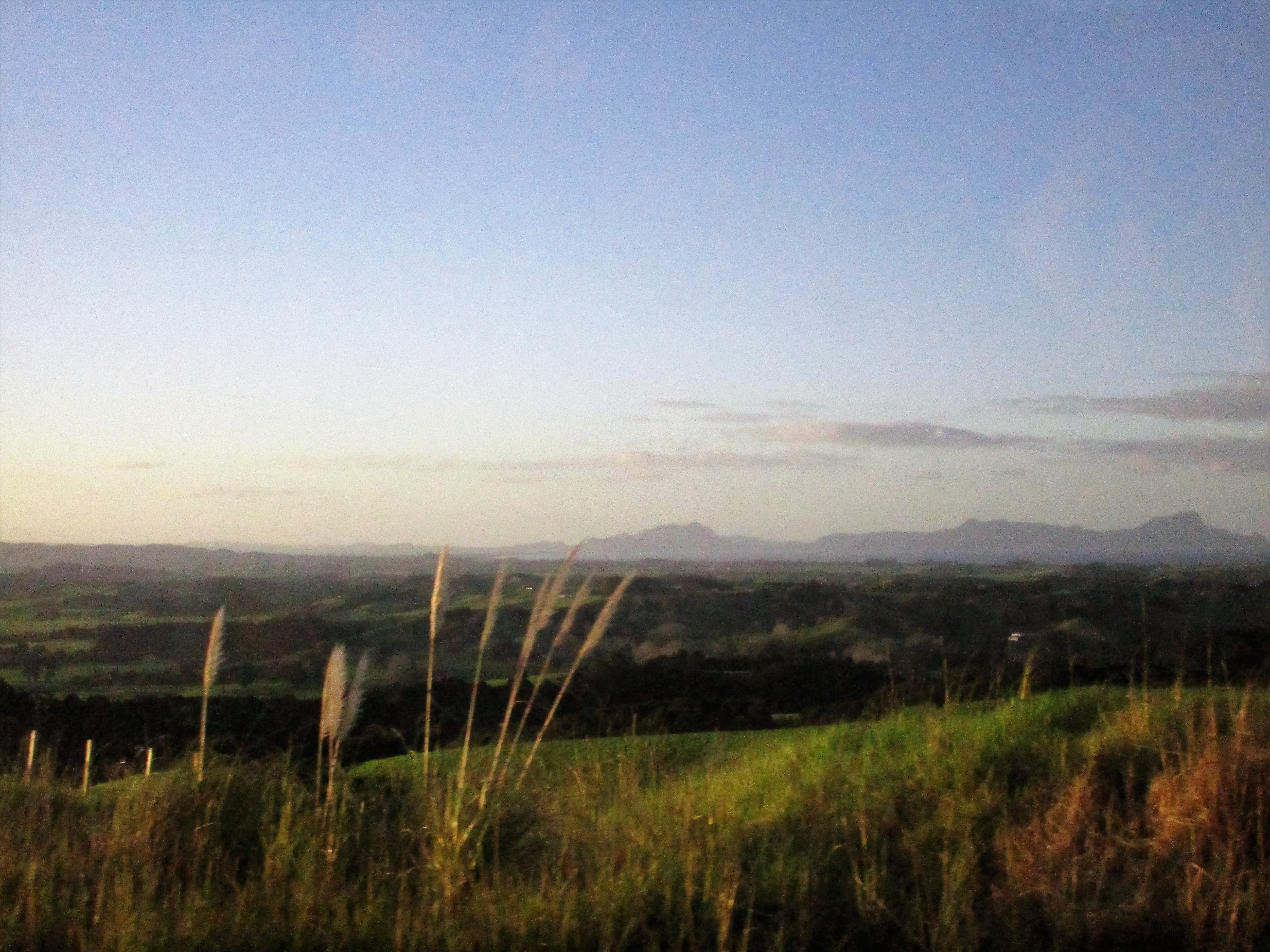 Landscape With Reeds