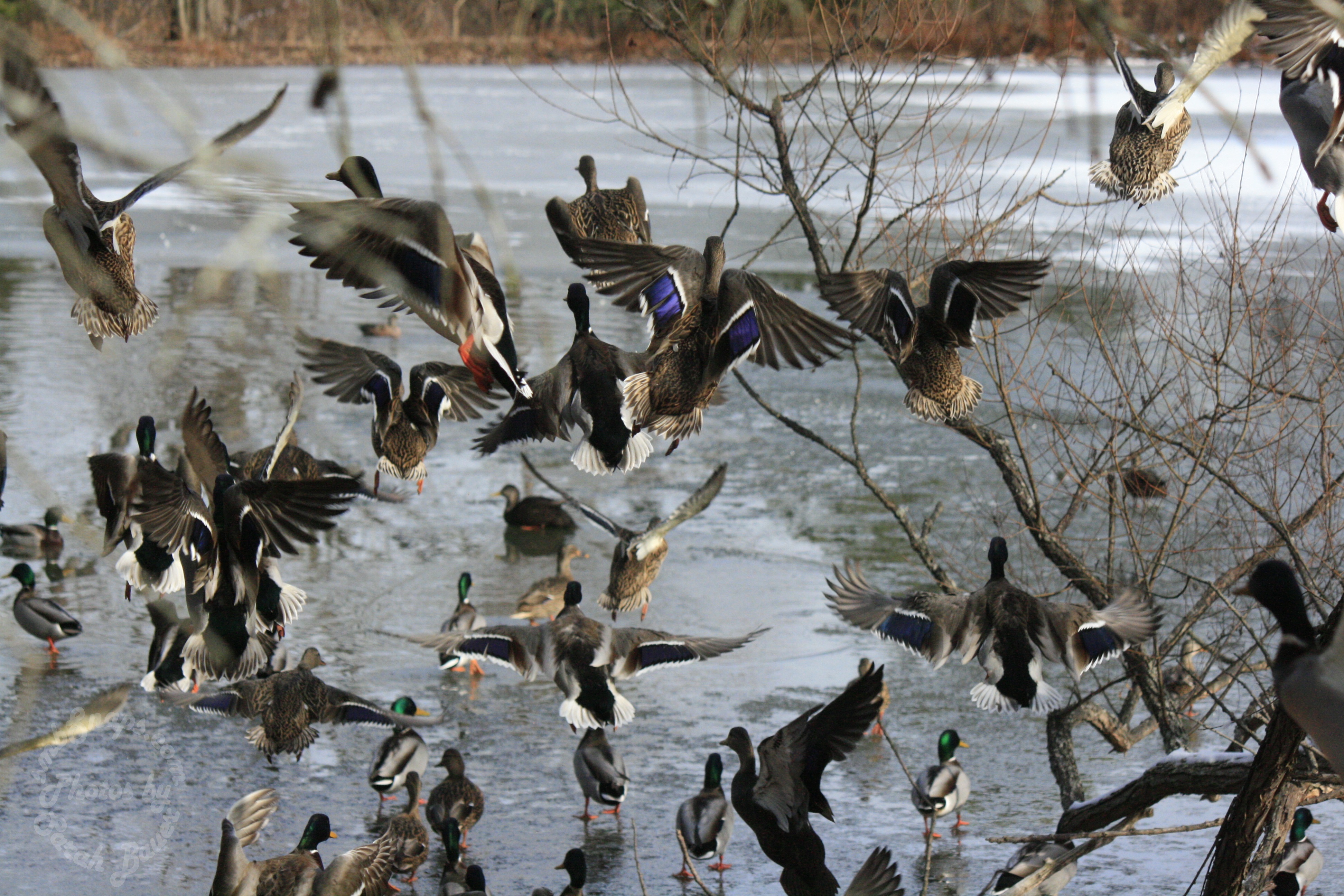 Ducks in Flight