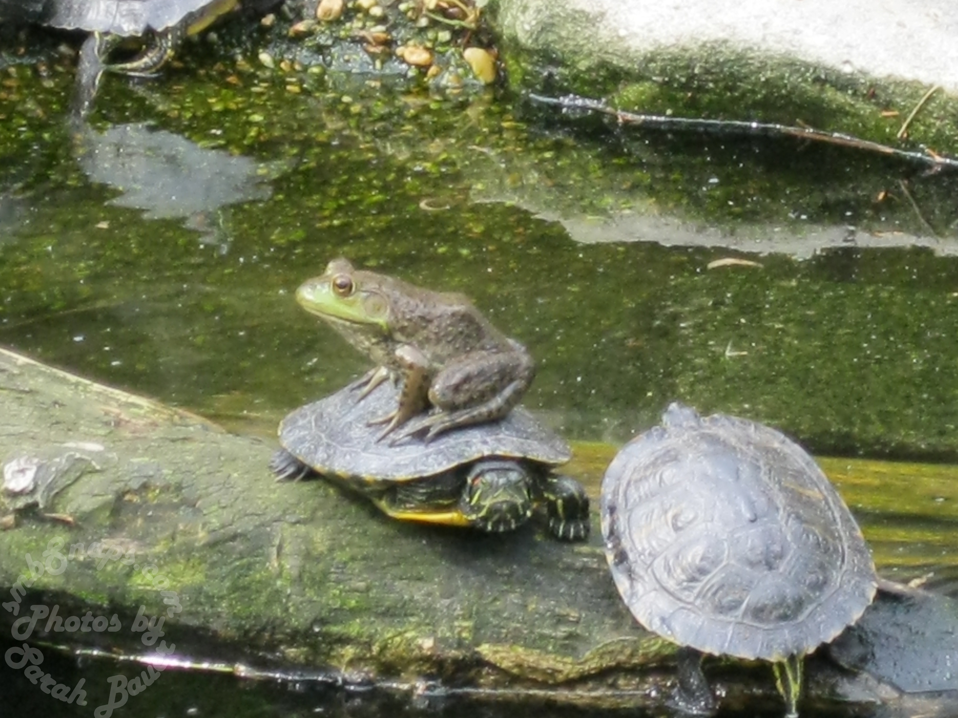 Frog on Turtle