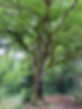 dorothee dubois sophrologue adulte saone et loire.jpeg