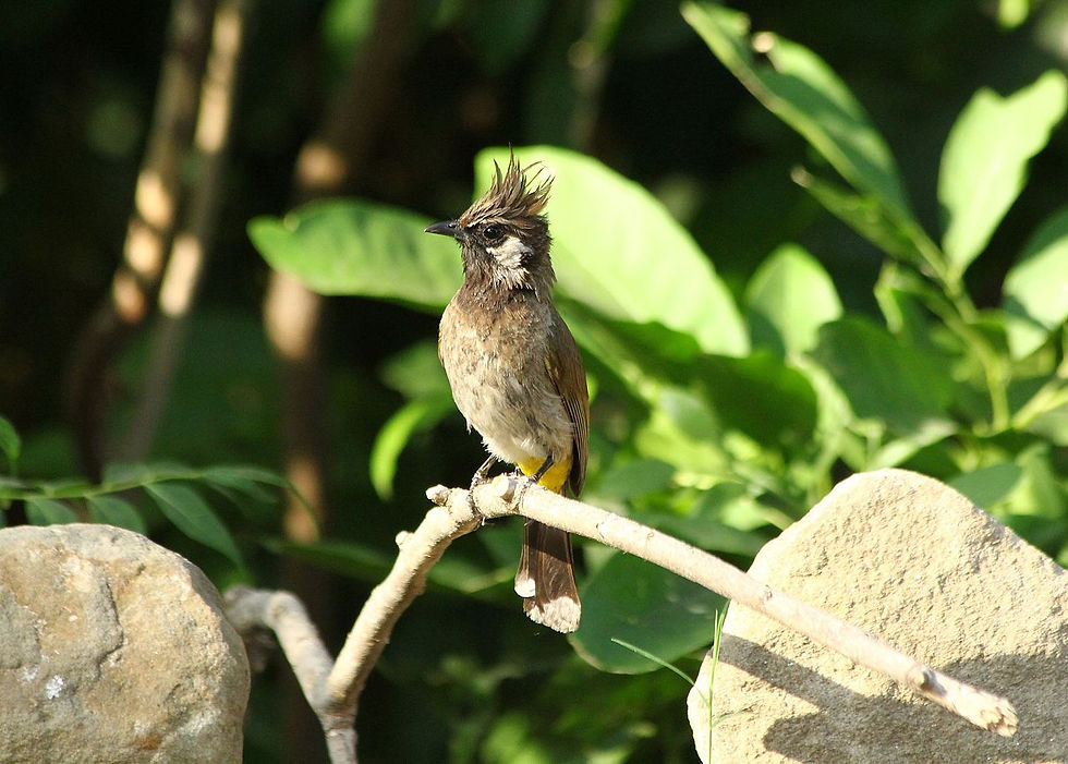 Himalayan_Bulbul___Jim_Corbett_National_Park