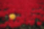 SS08006small.jpg