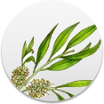 tea-tree-oil.png