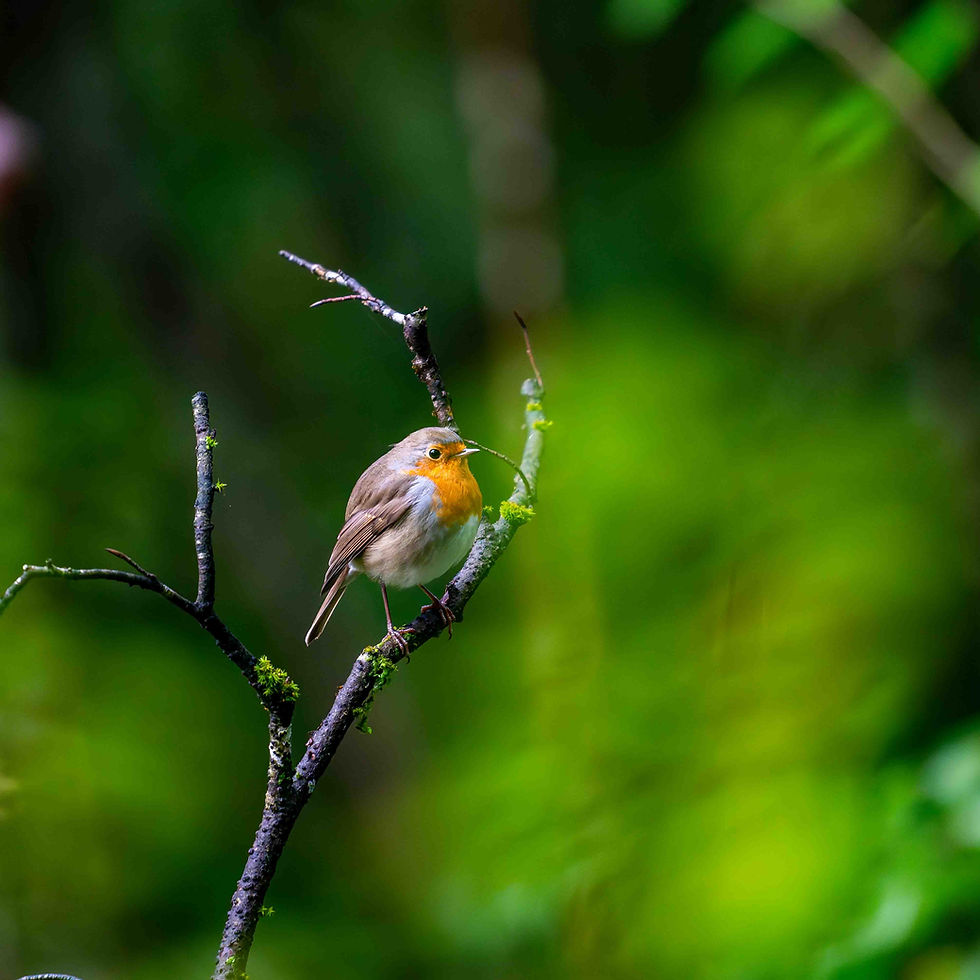 Wald
