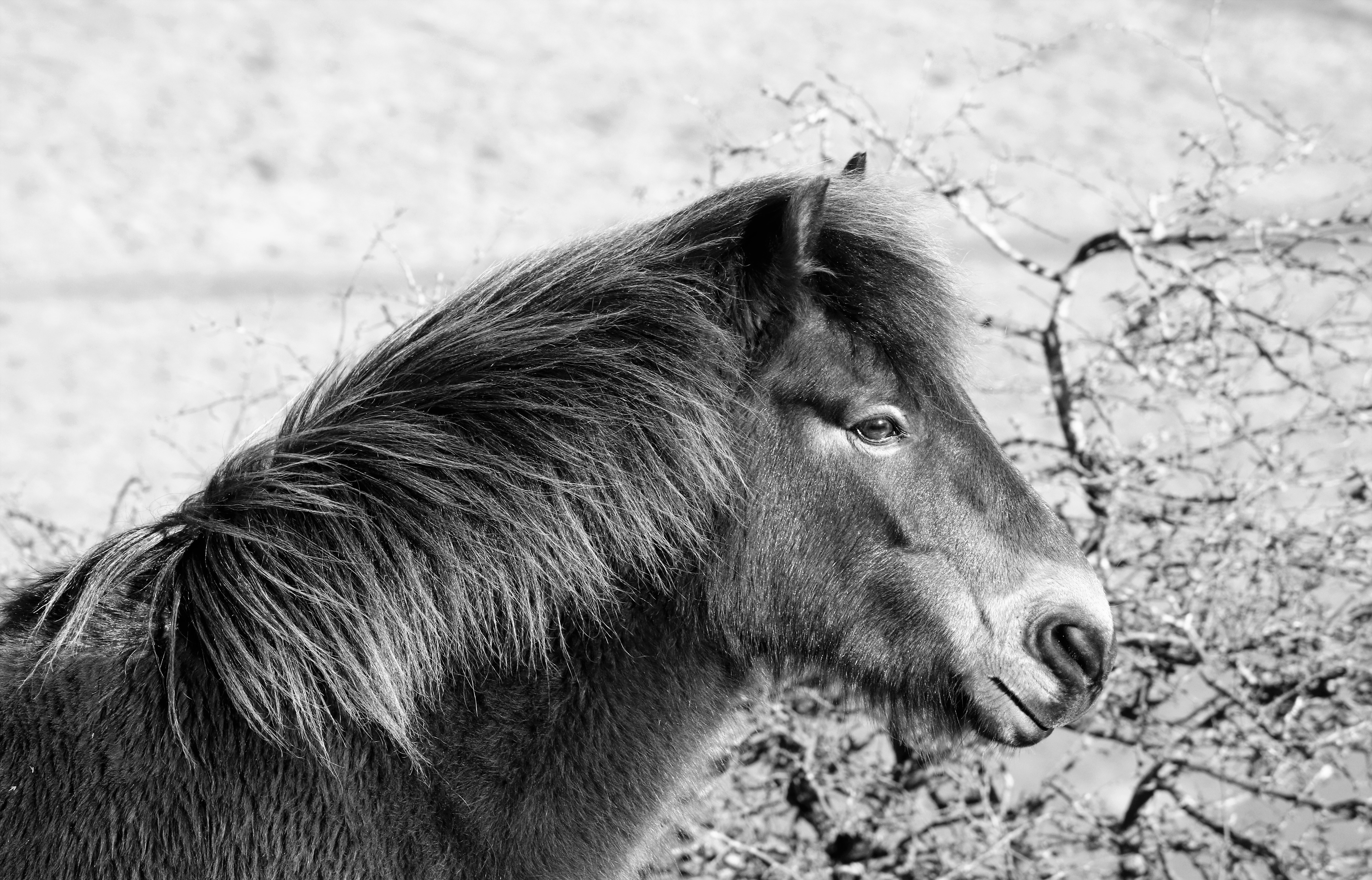 Pony 3
