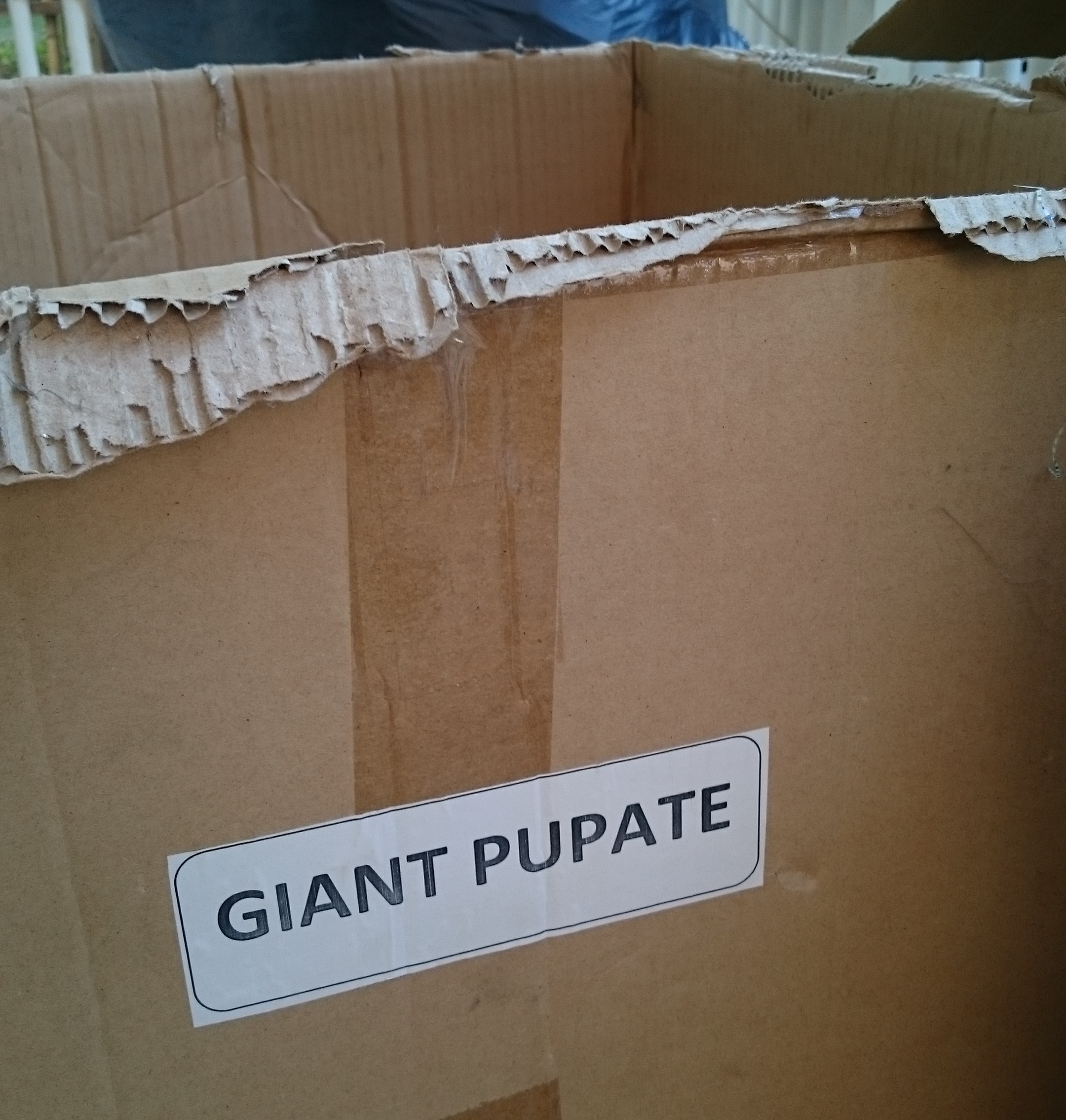 Puppets pupate