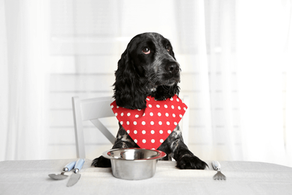 Quantas vezes um cachorro deve comer por dia?