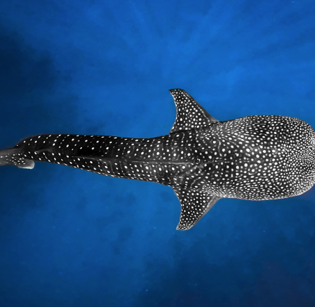 Whale Shark - Balina Köpek Balığı