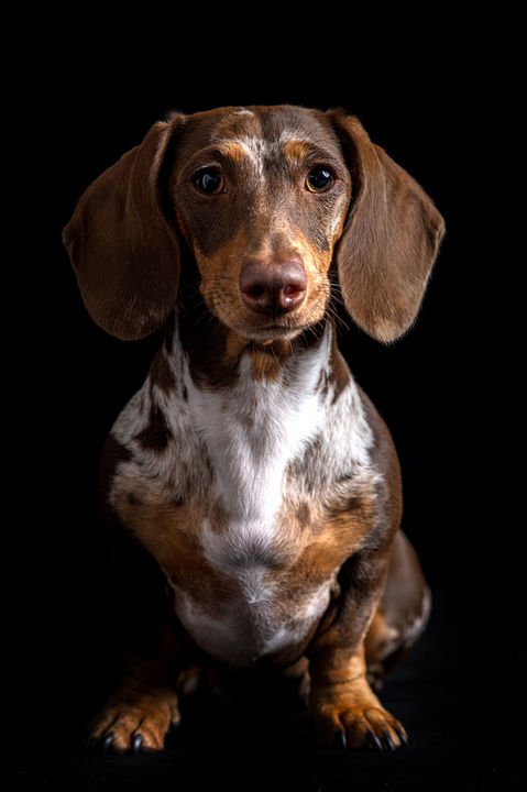 dog photographer brisbane, brisbane pet photographer