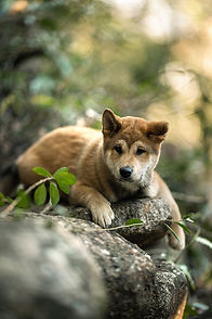 dog photographer brisbane