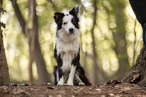  brisbane pet photographer