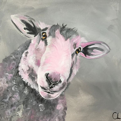 sheep.jpeg