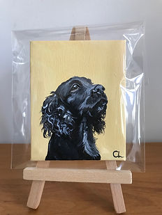 spaniel mini.jpeg