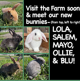 bunniesWEB.jpg