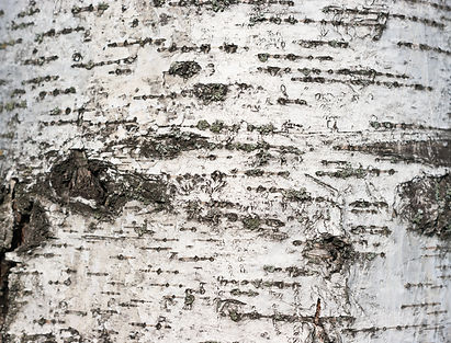 Birch wood