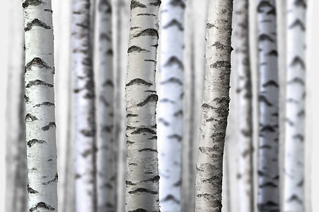 Birch trees