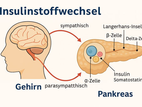 Insulinstoffwechsel