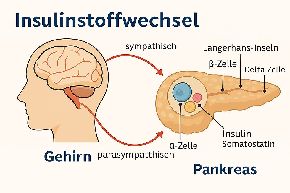 Insulinstoffwechsel vom Kopf bis in die Langerhansschen Insel in der Bauchspeicheldrüse