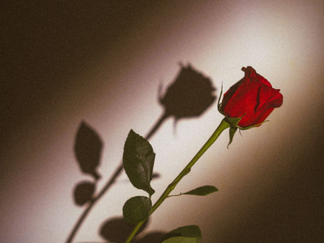 讀書報告|花開花落:淺讀張愛玲《紅玫瑰與白玫瑰》