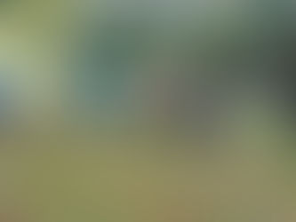 Aktion "Frühstück für Insekten"