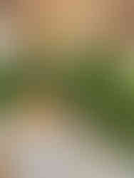 breakfast eggrolls from Lola's